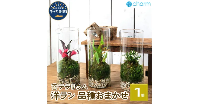 【ふるさと納税】苔テラリウム 洋ラン 品種おまかせ 円柱ボトルSサイズ 蓋付 (1個)群馬県千代田町 インテリア ナチュラル かわいい 癒し 植物 リラクゼーション 室内栽培 プレゼント ギフト 送料無料 人気 オススメ 初心者 玄関 リビング キッチン 株式会社チャーム