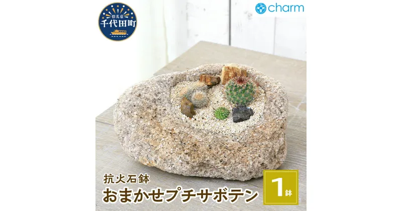 【ふるさと納税】おまかせプチ サボテン 自生地風レイアウト 抗火石鉢(1鉢) 多肉植物 インテリア ナチュラル かわいい リラクゼーション 室内栽培 プレゼント 贈答用 お祝い 送料無料 趣味 家庭 ライフスタイル 人気 オススメ 初心者 玄関リビング 株式会社チャーム