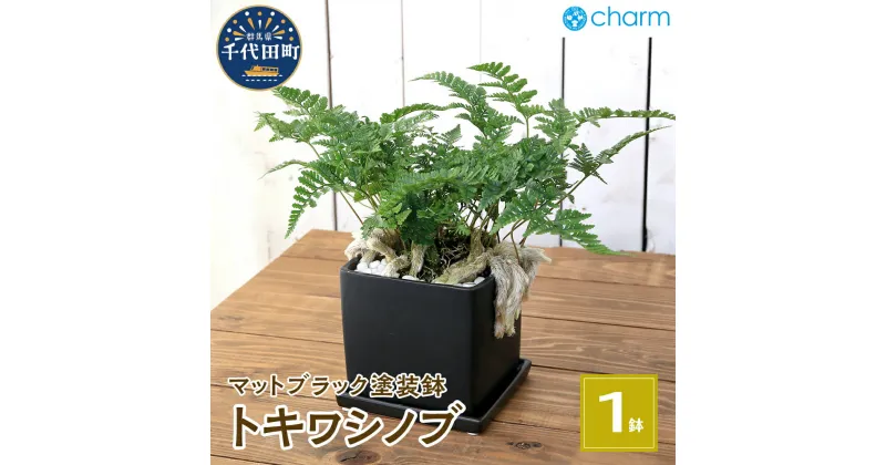 【ふるさと納税】トキワシノブ 陶器鉢植え マットブラック塗装鉢(1鉢)群馬県 千代田町 インテリア ナチュラル オシャレ リラクゼーション 室内栽培 プレゼント ギフト 贈答用 お祝い 送料無料 趣味 ライフ 受け皿付き 白砂利 おしゃれ 幸運 縁起 北海道冬季発送不可