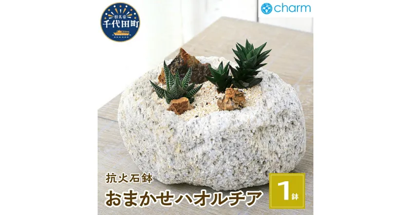 【ふるさと納税】おまかせハオルチア 自生地風レイアウト 抗火石鉢(1鉢)多肉植物 インテリア ナチュラル かわいい リラクゼーション 室内栽培 プレゼント ギフト 贈答用 お祝い 送料無料 趣味 家 ライフスタイル 人気 オススメ 初心者 玄関リビング 株式会社チャーム