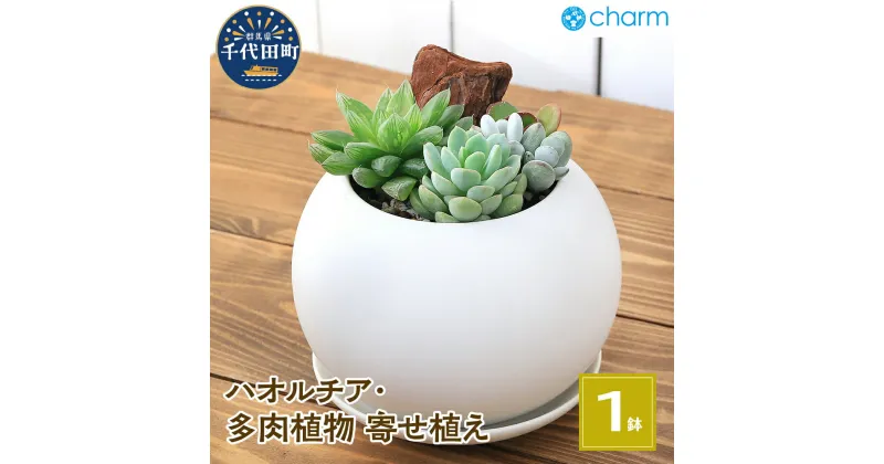 【ふるさと納税】ハオルチアと多肉植物の寄せ植え マットボールM WH(1鉢) 受皿付 軽石砂 北海道冬季発送不可 群馬県 千代田町 多肉植物 インテリア ナチュラル かわいい リラクゼーション 室内栽培 プレゼント 贈答用 お祝い 送料無料 趣味 初心者 株式会社チャーム