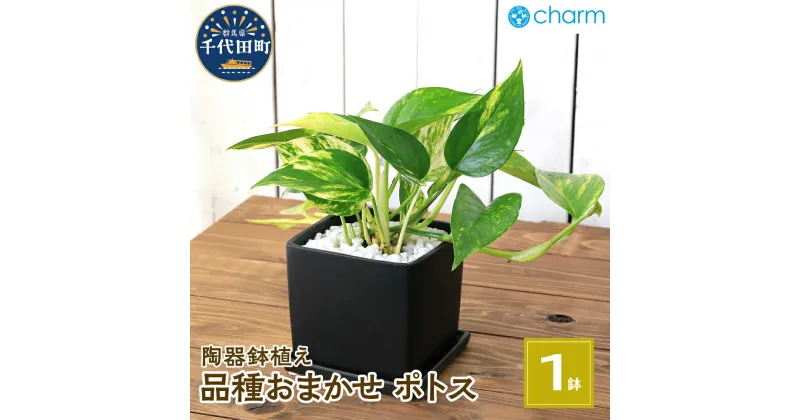 【ふるさと納税】 ポトス 品種おまかせ 陶器鉢植え マットブラック塗装鉢(1鉢) 受け皿付き 白砂利 おしゃれ 北海道冬季発送不可 群馬県千代田町 インテリア ナチュラル オシャレ リラクゼーション 室内栽培 プレゼント ギフト 贈答用 お祝い 趣味 株式会社 チャーム