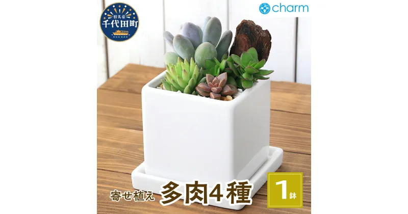 【ふるさと納税】 多肉 4種寄せ植え 陶器鉢植え ダイスM白(1鉢) 受皿付 ゼオライト 北海道冬季発送不可 群馬県千代田町 インテリア ナチュラル オシャレ リラクゼーション 室内栽培 プレゼント ギフト 贈答用 お祝い 趣味 ライフスタイル 株式会社 チャーム