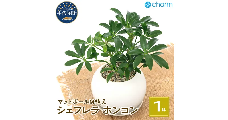 【ふるさと納税】 シェフレラ ホンコン マットボールM植え(1鉢) 受皿付 軽石砂 北海道冬季発送不可 群馬県千代田町 多肉植物 インテリア ナチュラル かわいい リラクゼーション 室内栽培 プレゼント ギフト 贈答用 お祝い 趣味 ライフスタイル 株式会社チャーム