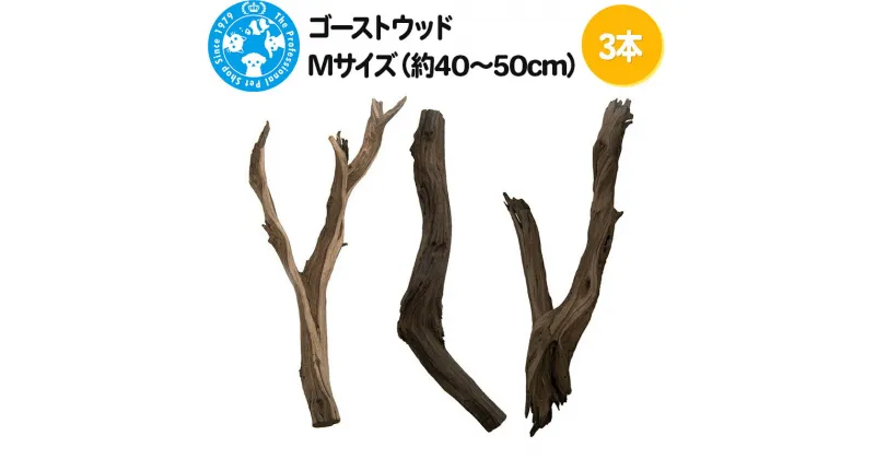 【ふるさと納税】ゴーストウッド Mサイズ（約40〜50cm）3本