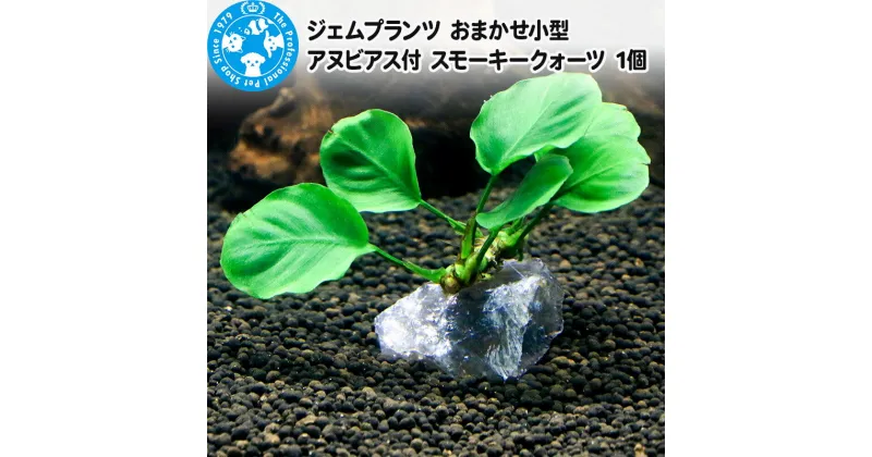 【ふるさと納税】ジェムプランツ おまかせ小型アヌビアス付 スモーキークォーツ 1個