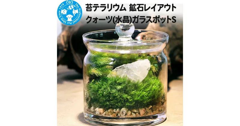 【ふるさと納税】苔テラリウム 鉱石レイアウト クォーツ(水晶)ガラスポットS 説明書付