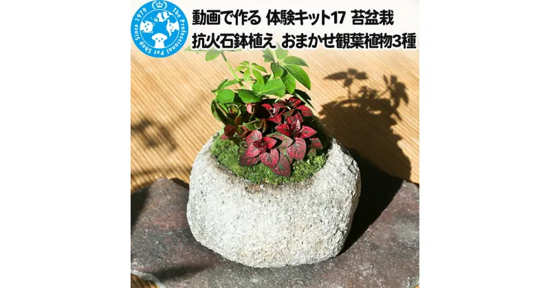 【ふるさと納税】動画で作る 体験キット17 苔盆栽 抗火石鉢植え おまかせ観葉植物3種