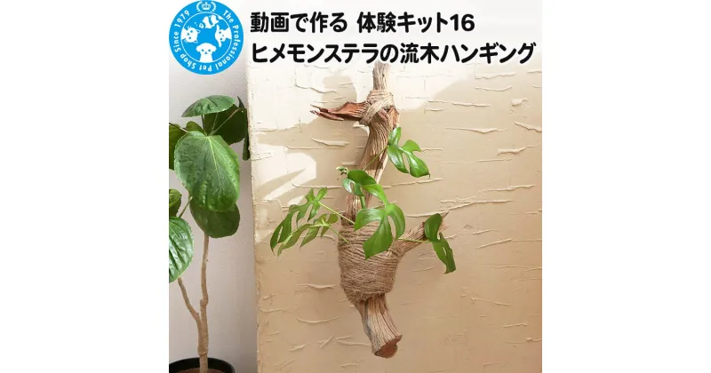 【ふるさと納税】動画で作る 体験キット16 ヒメモンステラの流木ハンギング