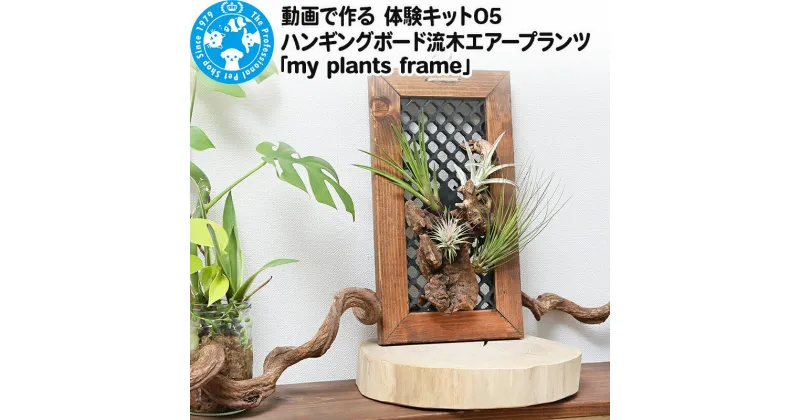 【ふるさと納税】動画で作る 体験キット05 ハンギングボード流木エアープランツ「my plants frame」