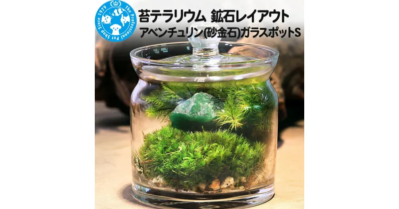 【ふるさと納税】苔テラリウム 鉱石レイアウト アベンチュリン(砂金石)ガラスポットS 説明書付