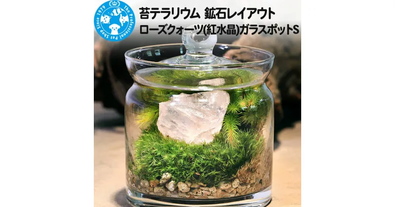 【ふるさと納税】苔テラリウム 鉱石レイアウト ローズクォーツ(紅水晶)ガラスポットS 説明書付