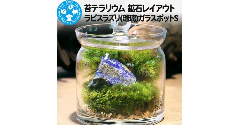 【ふるさと納税】苔テラリウム 鉱石レイアウト ラピスラズリ(瑠璃)ガラスポットS 説明書付