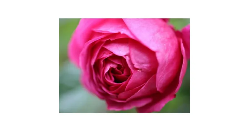 【ふるさと納税】【Apple Roses】バラ苗『マイスタージンガー』新苗育成苗6号ポット植え　 苗木 薔薇 フラワー 　お届け：発注後、1か月以内