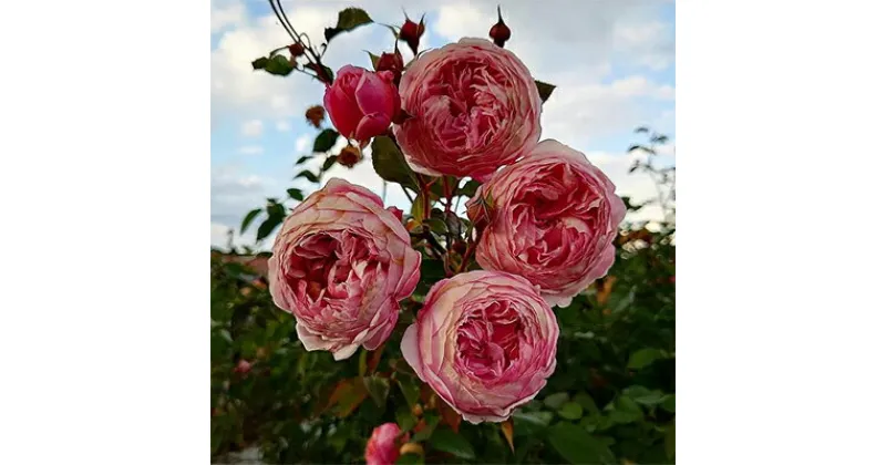 【ふるさと納税】【Apple Roses】バラ苗『アルカーナ』新苗育成苗6号ポット植え　 苗木 薔薇 フラワー 　お届け：発注後、1か月以内