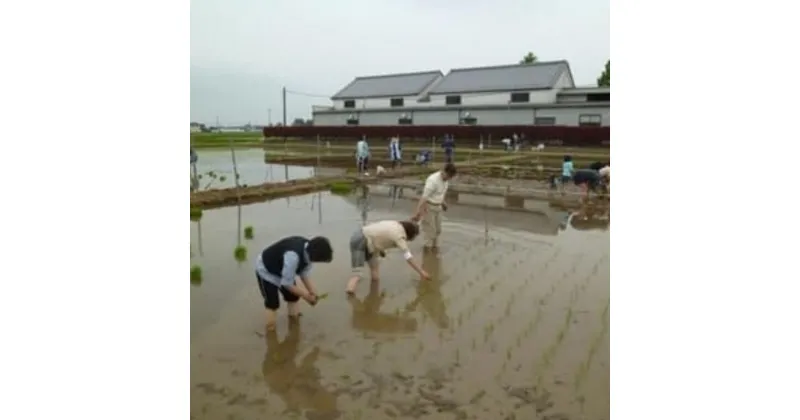 【ふるさと納税】農業体験（田植えと収穫体験）