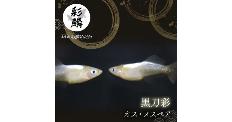 【ふるさと納税】《当店作出品種》 彩鱗めだか ＜黒刀彩＞ めだか メダカ 飼育 ペット 鑑賞 魚 動物 生き物 関東 F5K-077