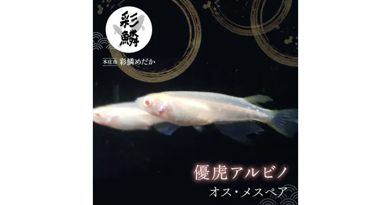 【ふるさと納税】《当店作出品種》 彩鱗めだか ＜優虎アルビノ＞ めだか メダカ 飼育 ペット 鑑賞 魚 動物 生き物 関東 F5K-078