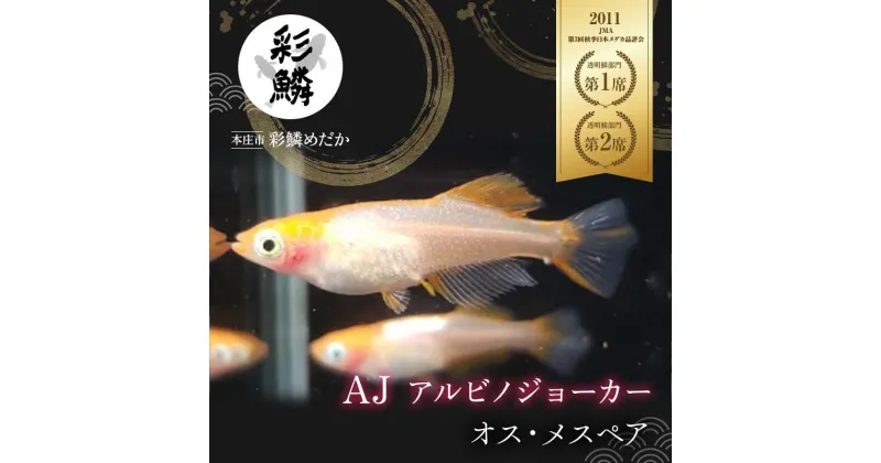 【ふるさと納税】《当店作出品種》 彩鱗めだか ＜AJ (アルビノジョーカー)＞ めだか メダカ 飼育 ペット 鑑賞 魚 動物 生き物 関東 F5K-076