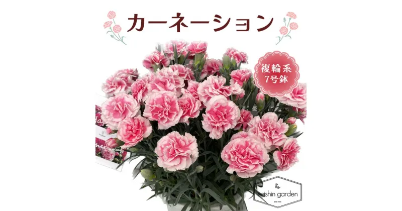 【ふるさと納税】 【2025年5月11日母の日】贈答用 No.7 CARNATION カーネーション 複輪系 7号鉢 2025年4月下旬から順次発送 母の日 花 フラワー 鉢植 植物 贈り物 プレゼント ギフト 埼玉県 本庄市 F5K-500