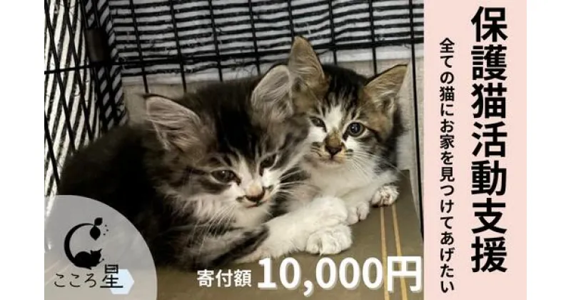 【ふるさと納税】＜お礼の品なし＞保護猫活動支援〜野良猫から地域で見守るさくら猫に〜 寄付額10,000円｜埼玉県 保護猫 東松山市 猫の里親募集 動物保護活動 ペットアドoption 猫の里親探し 里親募集 里親 ペット保護 猫愛好家 ペットアドプション ねこ活動 猫の幸せ