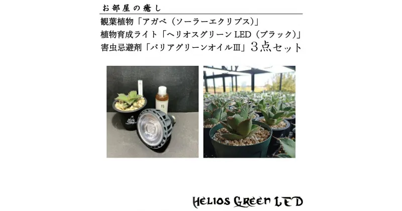 【ふるさと納税】お部屋の癒し　観葉植物「アガベ（ソーラーエクリプス）」、植物育成ライト「ヘリオスグリーンLED（ブラック）」、害虫忌避剤「バリアグリーンオイル3」の3点セット(BN004-1)