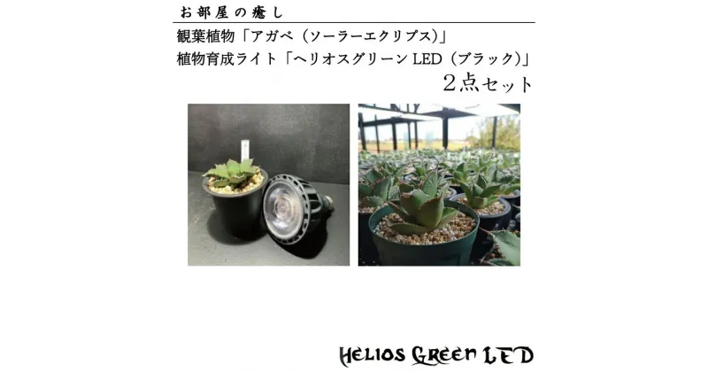 【ふるさと納税】お部屋の癒し　観葉植物「アガベ（ソーラーエクリプス）」と植物育成ライト「ヘリオスグリーンLED（ブラック）」の2点セット(BN005-1)