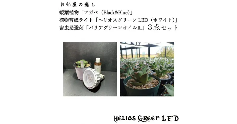 【ふるさと納税】お部屋の癒し　観葉植物「アガベ（Black&Blue)」植物育成ライト「ヘリオスグリーンLED（ホワイト）」害虫忌避剤「バリアグリーンオイル」の3点セット(BN008-1)