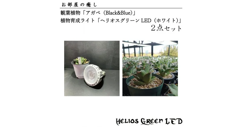 【ふるさと納税】お部屋の癒し　観葉植物「アガベ（Black&Blue）」と植物育成ライト「ヘリオスグリーンLED（ホワイト）」の2点セット(BN009-1)