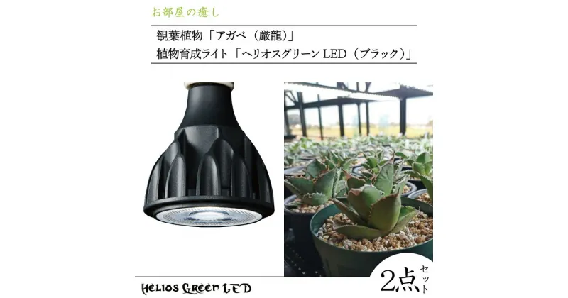 【ふるさと納税】お部屋の癒し　観葉植物「アガベ（厳龍）」と植物育成ライト「ヘリオスグリーンLED（ブラック）」の2点セット（BN026-1）