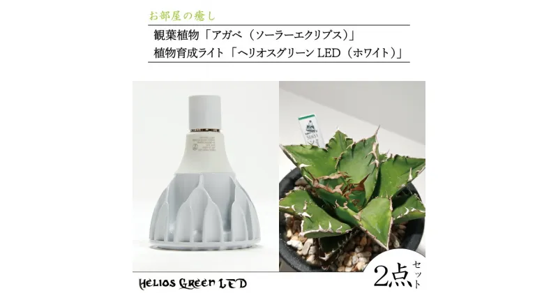 【ふるさと納税】お部屋の癒し　観葉植物「アガベ（ソーラーエクリプス）」と植物育成ライト「ヘリオスグリーンLED（ホワイト）」の2点セット（BN029）