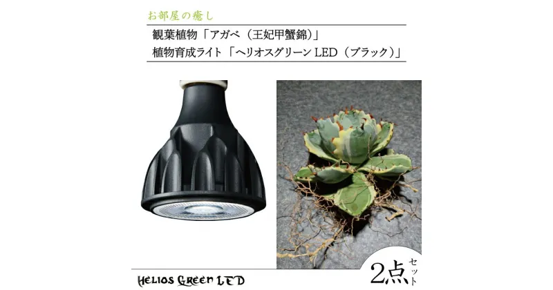 【ふるさと納税】お部屋の癒し　観葉植物「アガベ（王妃甲蟹錦）」と植物育成ライト「ヘリオスグリーンLED（ブラック）」の2点セット（BN030）