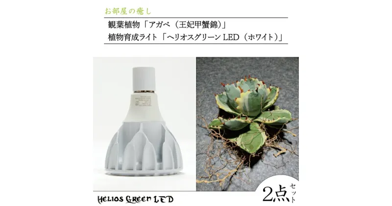 【ふるさと納税】お部屋の癒し　観葉植物「アガベ（王妃甲蟹錦）」と植物育成ライト「ヘリオスグリーンLED（ホワイト）」の2点セット（BN031）