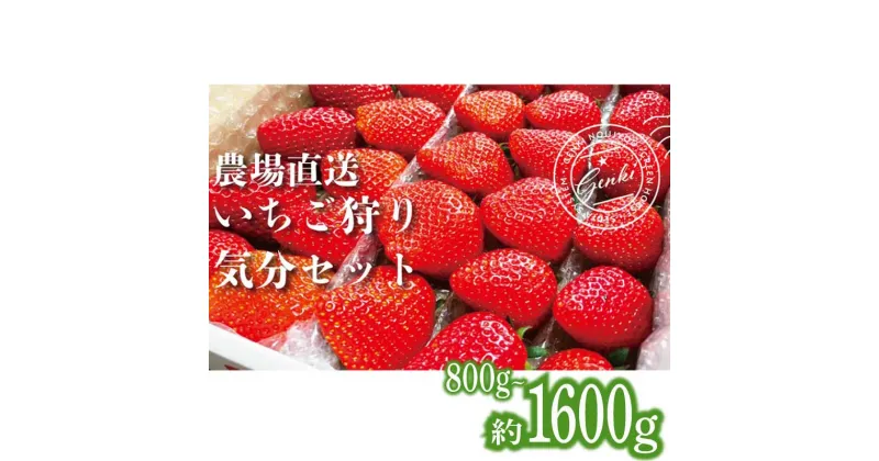 【ふるさと納税】 【 予約受付 】 いちご 食べ比べ 約 800g 1600g 選べる容量 ( かおり野 よつぼし 紅ほっぺ 恋みのり ) 選べる発送月 完熟 7品種 から 2種類 お届け 苺 ストロベリー 産地直送 ご当地 果物 くだもの フルーツ デザート 食品 冷蔵 げんき農場 埼玉県 羽生市