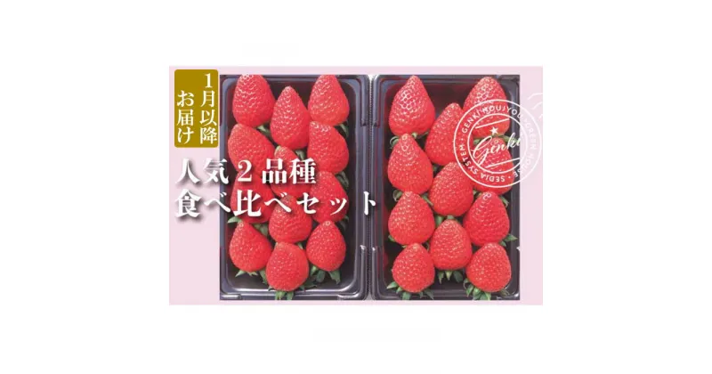 【ふるさと納税】 【 予約受付 】 いちご 約560g （ 約280g × 2P ） 食べ比べ 2品種 選べる発送月 かおり野 よつぼし 紅ほっぺ 恋みのり 苺 ストロベリー 産地直送 ご当地 果物 くだもの フルーツ デザート 朝どれ 完熟 食品 冷蔵 げんき農場 埼玉県 羽生市