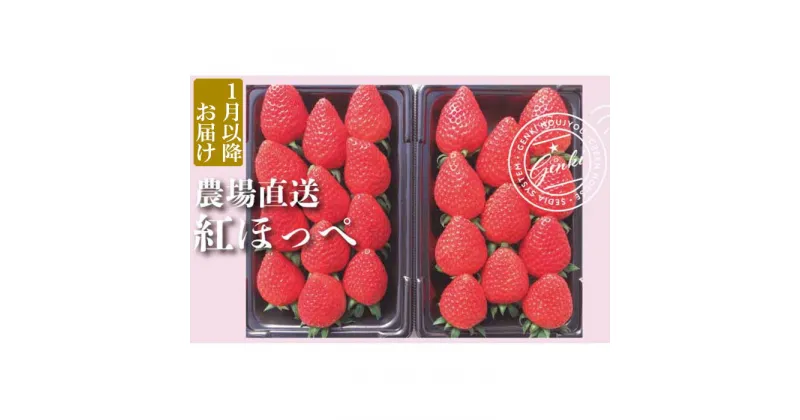 【ふるさと納税】 【 予約受付 】 いちご 紅ほっぺ 約560g （ 約280g × 2P ） 選べる発送月 いちご 苺 ストロベリー 産地直送 ご当地 果物 くだもの フルーツ デザート 朝どれ 完熟 食品 冷蔵 げんき農場 埼玉県 羽生市