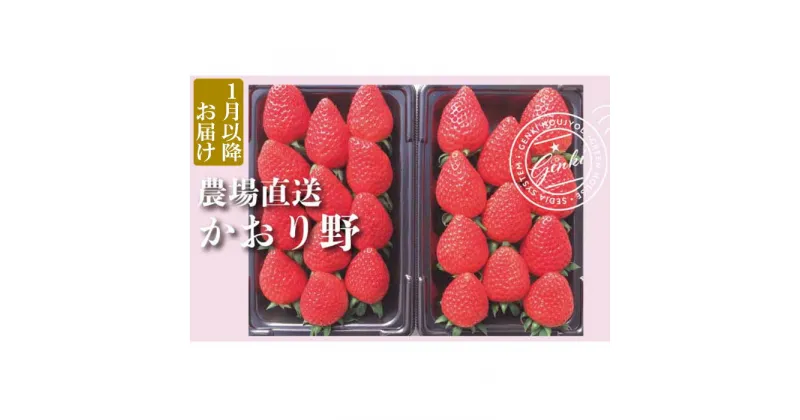 【ふるさと納税】 【 予約受付 】 いちご かおり野 約560g （ 約280g × 2P ） 選べる発送月 いちご 苺 ストロベリー 産地直送 ご当地 果物 くだもの フルーツ デザート 朝どれ 完熟 食品 冷蔵 げんき農場 埼玉県 羽生市