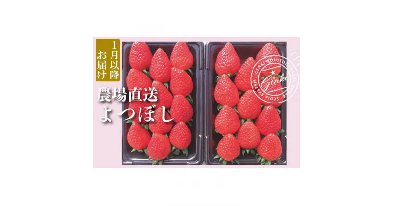 【ふるさと納税】 【 予約受付 】 いちご よつぼし 約560g （ 約280g × 2P ） 選べる発送月 いちご 苺 ストロベリー 産地直送 ご当地 果物 くだもの フルーツ デザート 食品 冷蔵 げんき農場 埼玉県 羽生市