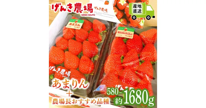 【ふるさと納税】 【予約受付】 いちご あまりん +農場長おすすめ品種 560g 1120g 1680g 選べる容量 選べる発送月 苺 食べ比べ イチゴ ストロベリー 産地直送 ご当地 果物 くだもの フルーツ デザート 食品 冷蔵 げんき農場 埼玉県 羽生市