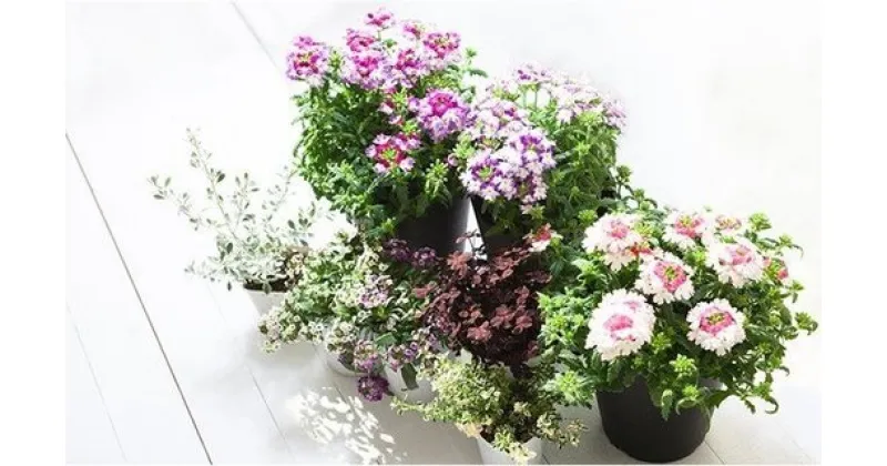 【ふるさと納税】＜10カ月定期便＞花のある暮らしで心もハッピー。季節の寄せ植え10ヵ月コース　【11218-0062】　# 鉢花 花 花苗 ポット 定期便 寄せ植え 深谷 深谷市 埼玉県