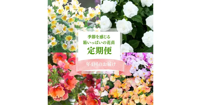 【ふるさと納税】季節を感じる箱いっぱいの花苗(年4回 季節ごとにお届け)| 埼玉県 上尾市 花苗 春 夏 秋 冬 年4回コース フラワー ギフト 季節 お花 ガーデニング 旬 インテリア 園芸 工芸品 装飾品 定期便 花 植物 花壇 育てやすい 趣味 癒し