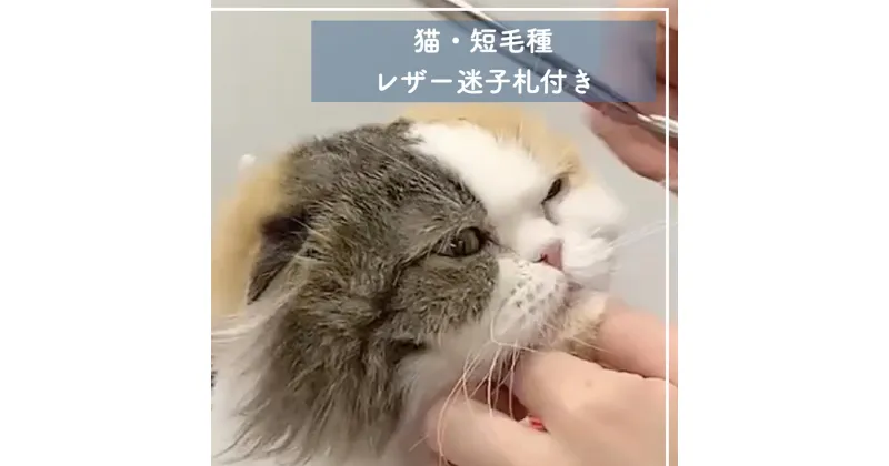 【ふるさと納税】 トリミングチケット ( 猫短毛種 ) レザー迷子札付き トリミングスタジオMOMO | 埼玉県 北本市 トリミングチケット 猫のトリミング ペットサービス ペットケア ペットサロン