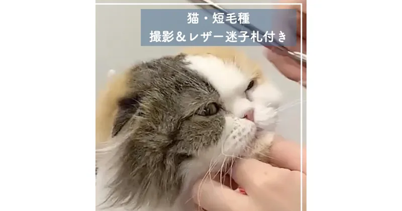 【ふるさと納税】 トリミングチケット ( 猫短毛種 ) 撮影＆レザー迷子札付き トリミングスタジオMOMO | 埼玉県 北本市 トリミングチケット 猫のトリミング ペットサービス ペットケア ペットサロン