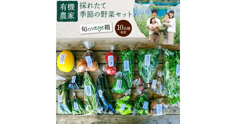 【ふるさと納税】有機農家の採れたて季節野菜のセット［旬のvege箱］