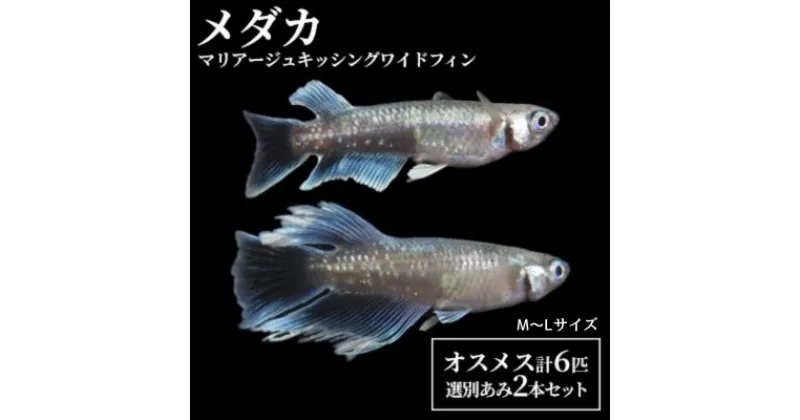 【ふるさと納税】マリアージュキッシングワイドフィン　M～Lサイズ前後4匹（2ペア）+2匹　選別あみ2本セット　 生き物 魚 かわいい きれい ヒレ 個体 メダカ 保冷剤 生体 安全 オス メス