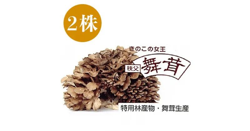 【ふるさと納税】舞茸 2株 秩父 まいたけ 国産きのこ キノコ 野菜 低カロリー ダイエット 国産 名物 名産 送料無料 マイタケ（きのこの女王　秩父まいたけ）2株入り