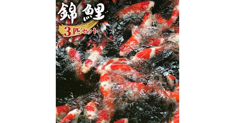 【ふるさと納税】 錦鯉（ニシキゴイ） 3匹セット（15cm～20cm） ／ 魚 生き物 送料無料 埼玉県 No.063