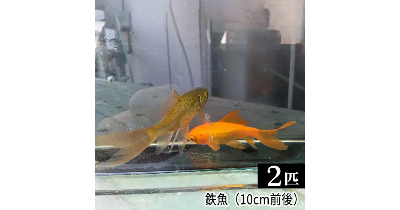 【ふるさと納税】 鉄魚　2匹（10cm前後） ／ 生き物 さかな 天然記念物 送料無料 埼玉県 No.206