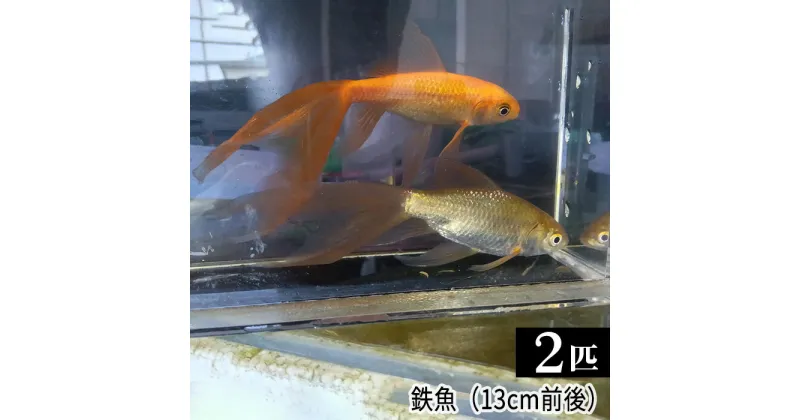 【ふるさと納税】 鉄魚　2匹（13cm前後） ／ 生き物 さかな 天然記念物 送料無料 埼玉県 No.209